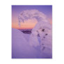 Snowghost in the Whitefish Range at Twilight Postcards