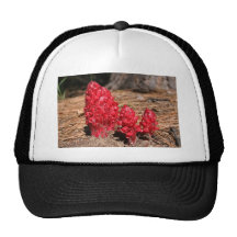 Snowplants Casquettes De Camionneur