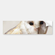 Snowy Barn Owl  Bumper Sticker