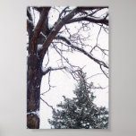 Snowy Branches Print