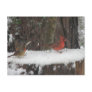Snowy Cardinals and Towhee Post Cards