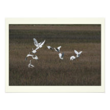 Snowy Egret Birds Photography Print