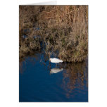 Snowy Egret