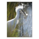 Snowy Egret Greeting Card