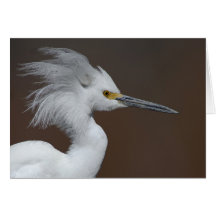 Snowy Egret card
