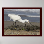 Snowy Egret - Environmental Portrait Posters