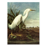 Snowy Egret, John James Audubon Post Cards