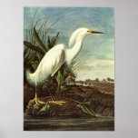 Snowy Egret, John James Audubon Print