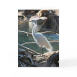 Snowy Egret note card