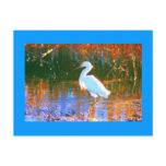 snowy Egret postcards