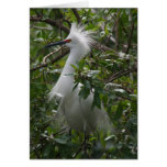 Snowy Egret Spring Card