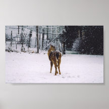 snowy fawn poster