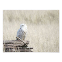 Snowy Owl Art Photo