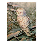 SNOWY OWL by SHARON SHARPE Postcard