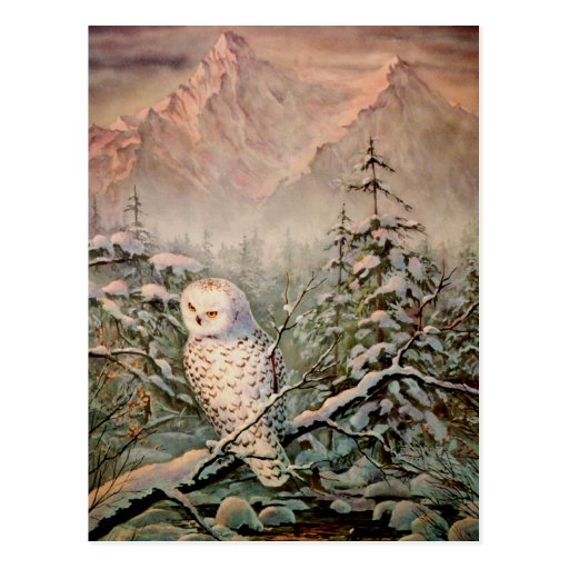 SNOWY OWL by SHARON SHARPE Postcards