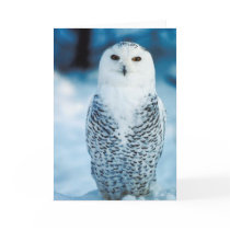 Snowy Owl Greeting Cards