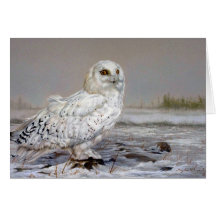 Snowy Owl Cards