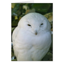 Snowy Owl Cards