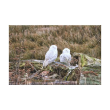 Snowy Owl Couple Canvas Print