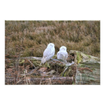 Snowy Owl Couple Photo