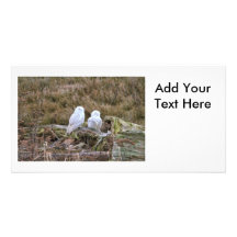 Snowy Owl Couple Photo Greeting Card