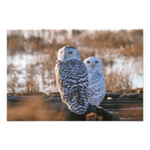 Snowy Owl Couple Photograph