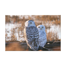 Snowy Owl Couple Stretched Canvas Prints