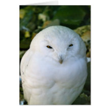 Snowy Owl Greeting Card