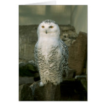 Snowy owl - greeting card