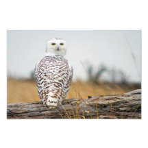 Snowy Owl Immigrant. Photographic Print