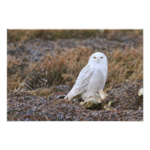 Snowy Owl Photo