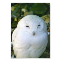 Snowy Owl Photo Art
