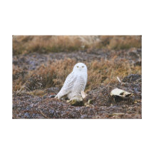 Snowy Owl Photo Gallery Wrap Canvas