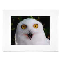 Snowy Owl Photo Print
