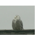 Snowy Owl Photo Sculpture