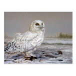 Snowy Owl Post Cards