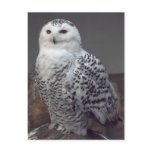 Snowy owl post card