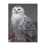 Snowy owl post card