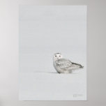 Snowy Owl Poster posters