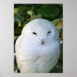 Snowy Owl Posters