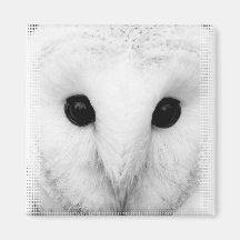 Snowy Owl Square Magnet