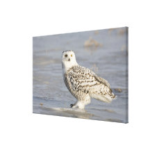 Snowy owl standing on ice, a mouse's tail canvas print
