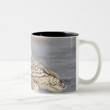 Snowy owl standing on ice, a mouse's tail mugs