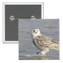Snowy owl standing on ice, a mouse's tail pin