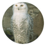 Snowy Owl stickers
