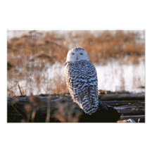 Snowy Owl Winking Photographic Print