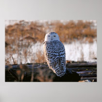 Snowy Owl Winking Posters