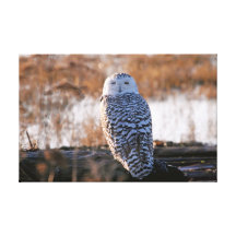 Snowy Owl Winking Stretched Canvas Prints
