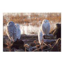 Snowy Owls Photo