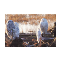 Snowy Owls Photo Gallery Wrapped Canvas